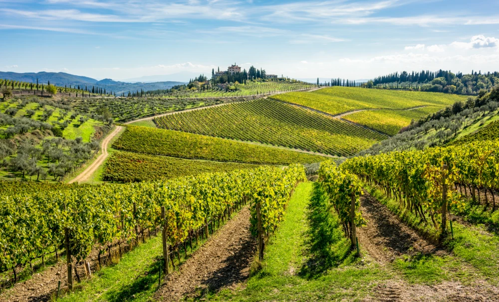 Vineyards in Tuscany Italy