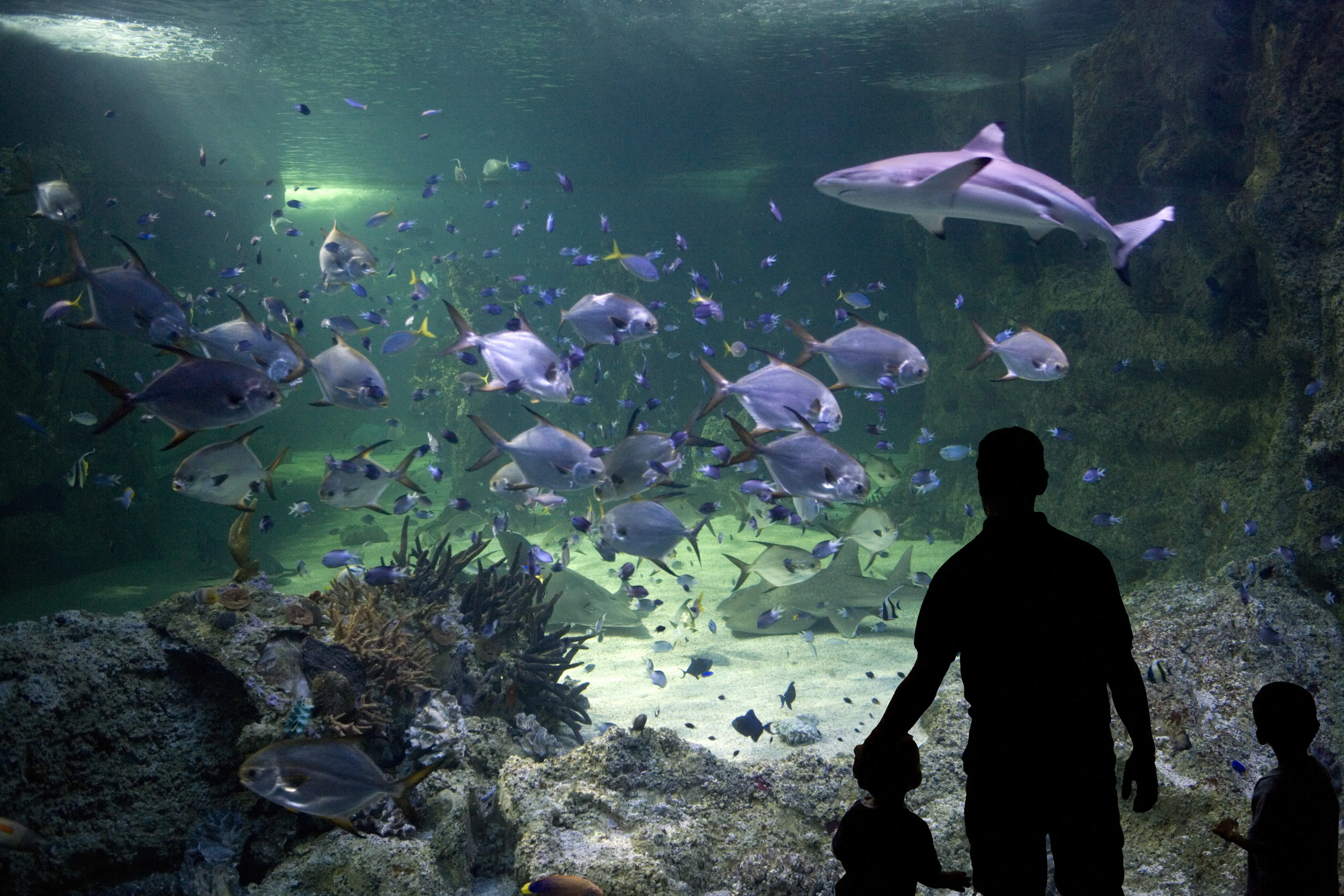 Photo of the Sydney Aquarium