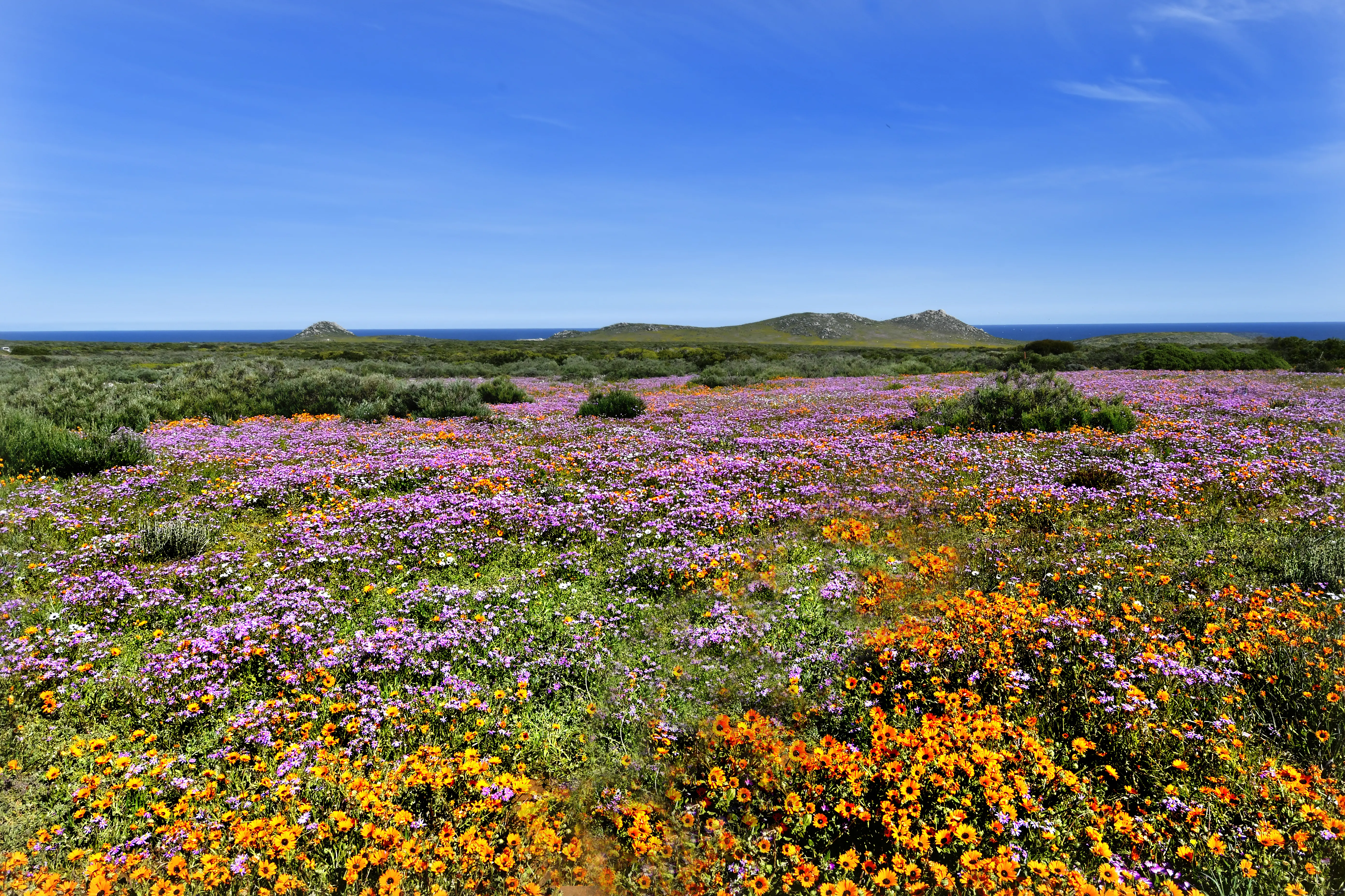Photo of Wildflowers in Spring in Cape Town