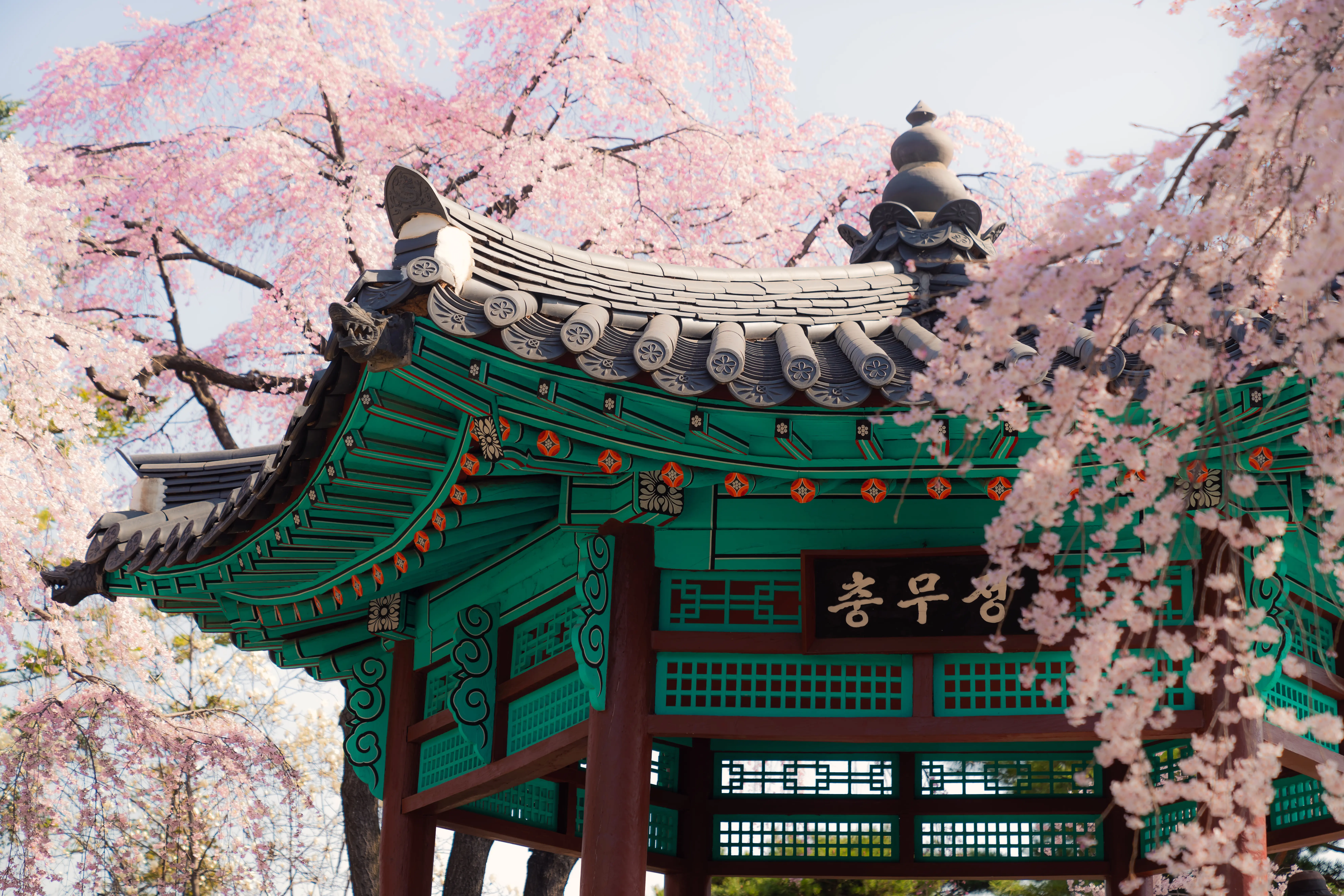 Photo of Cherry blossoms in Seoul