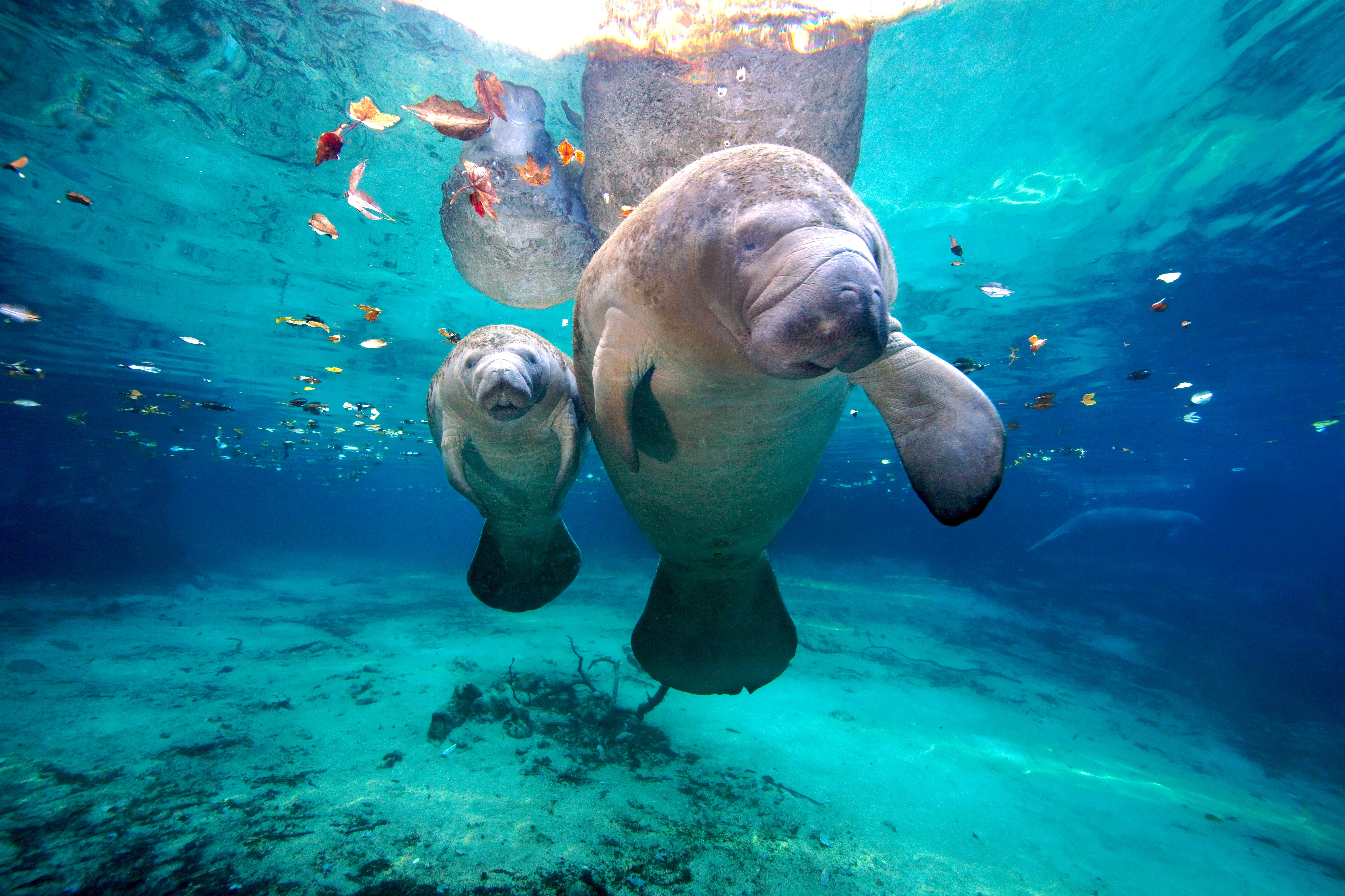Mother and baby manatees at Crystal River