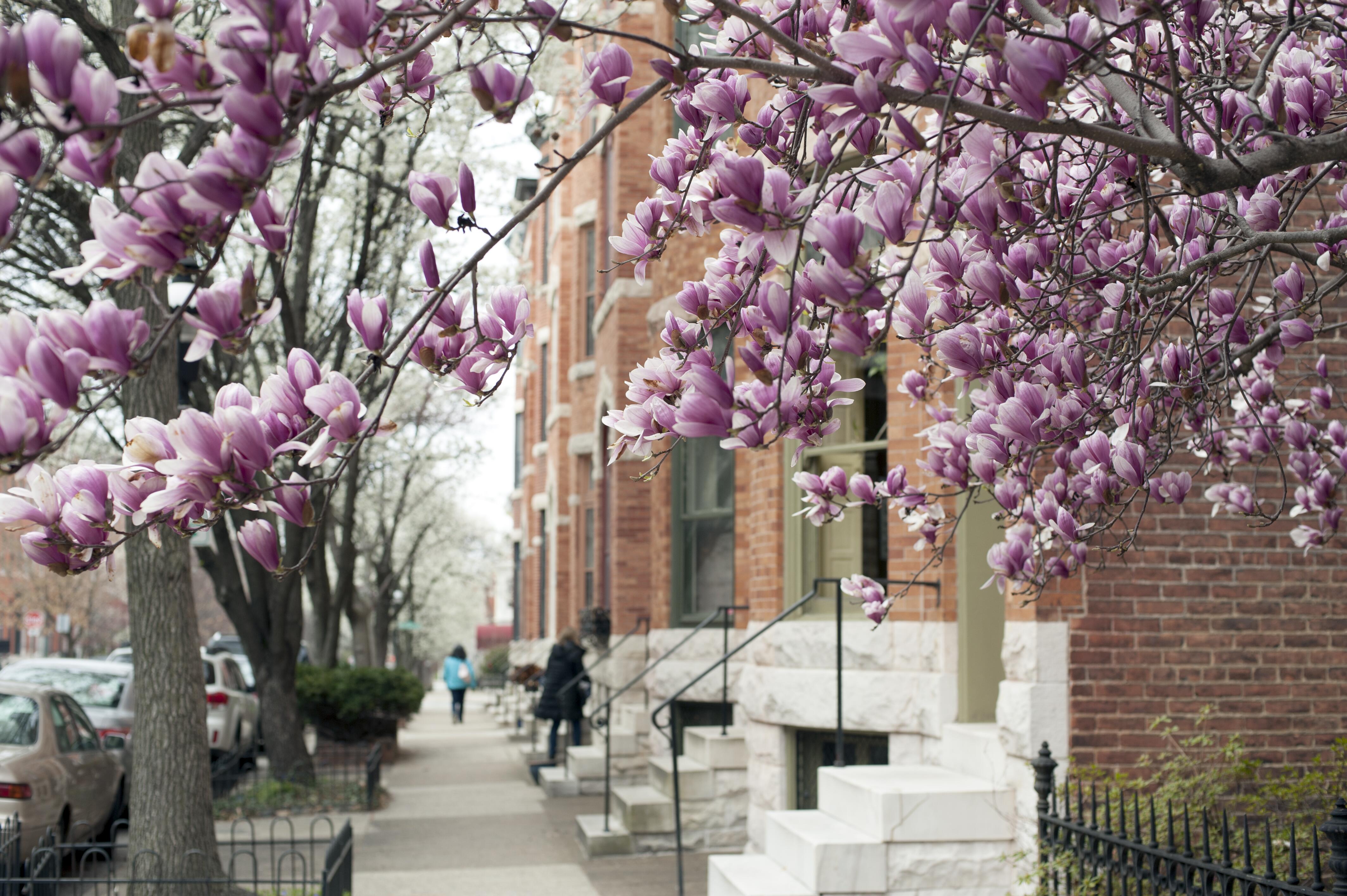 Street in Baltimore with blooming magnolia, Maryland, USA