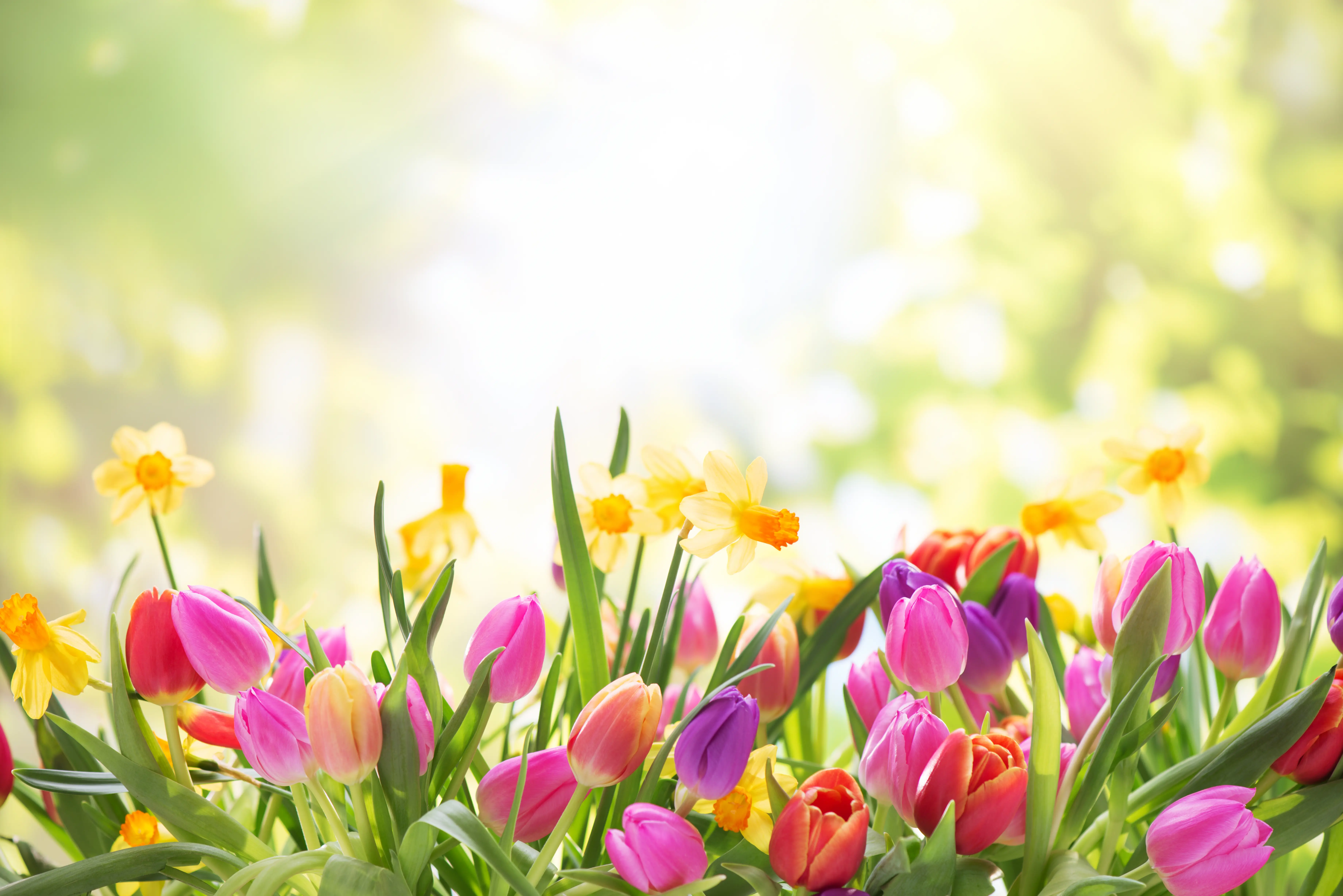 tulips
