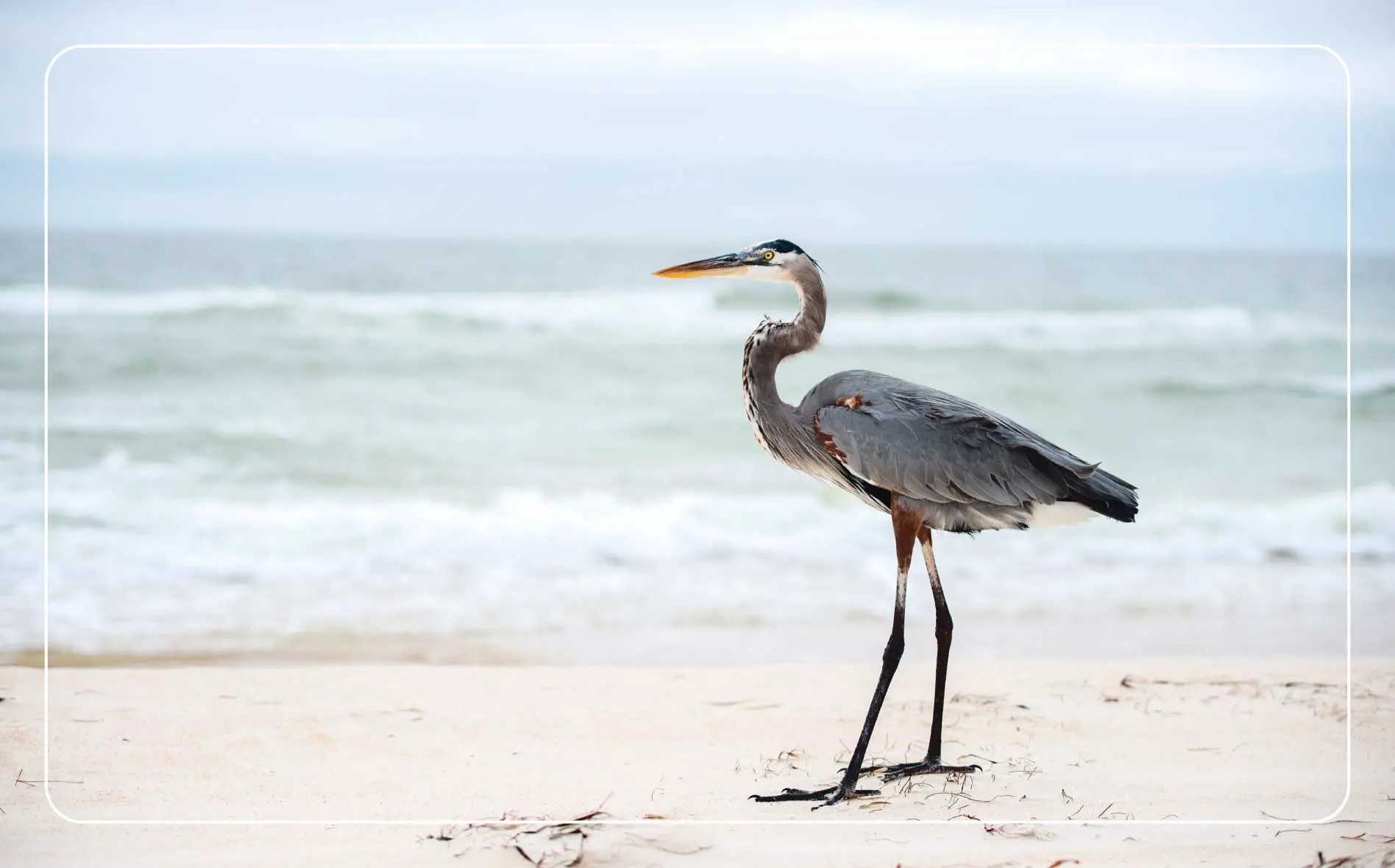 A bird on the beach of St. George Island.
