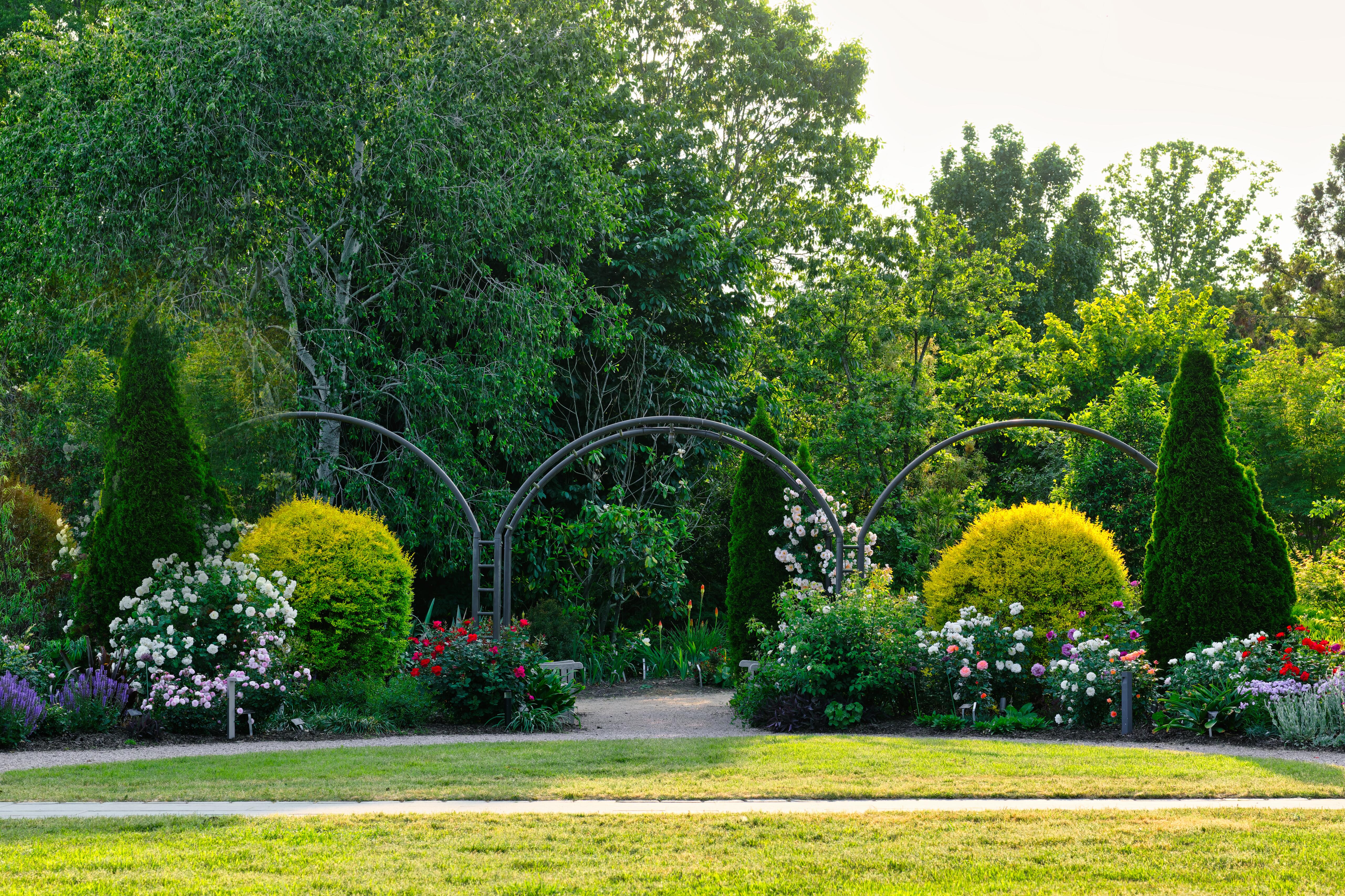 A pretty landscape of metal arches over an opening at the Finley-Nottingham rose garden at the JC Raulston Arboretum in Raleigh, North Carolina, in the United States.