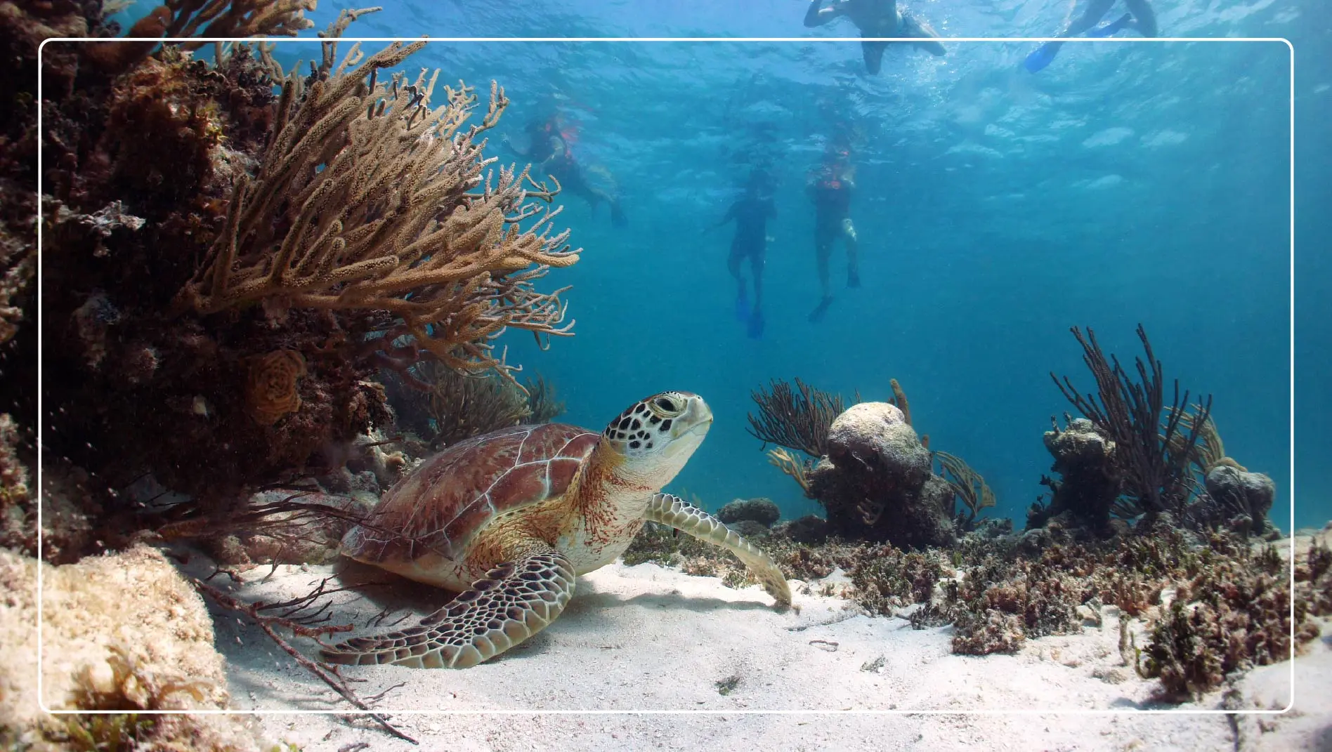 A sea turtle in the water is viewed by snorkelers in Riviera Maya, Mexico.