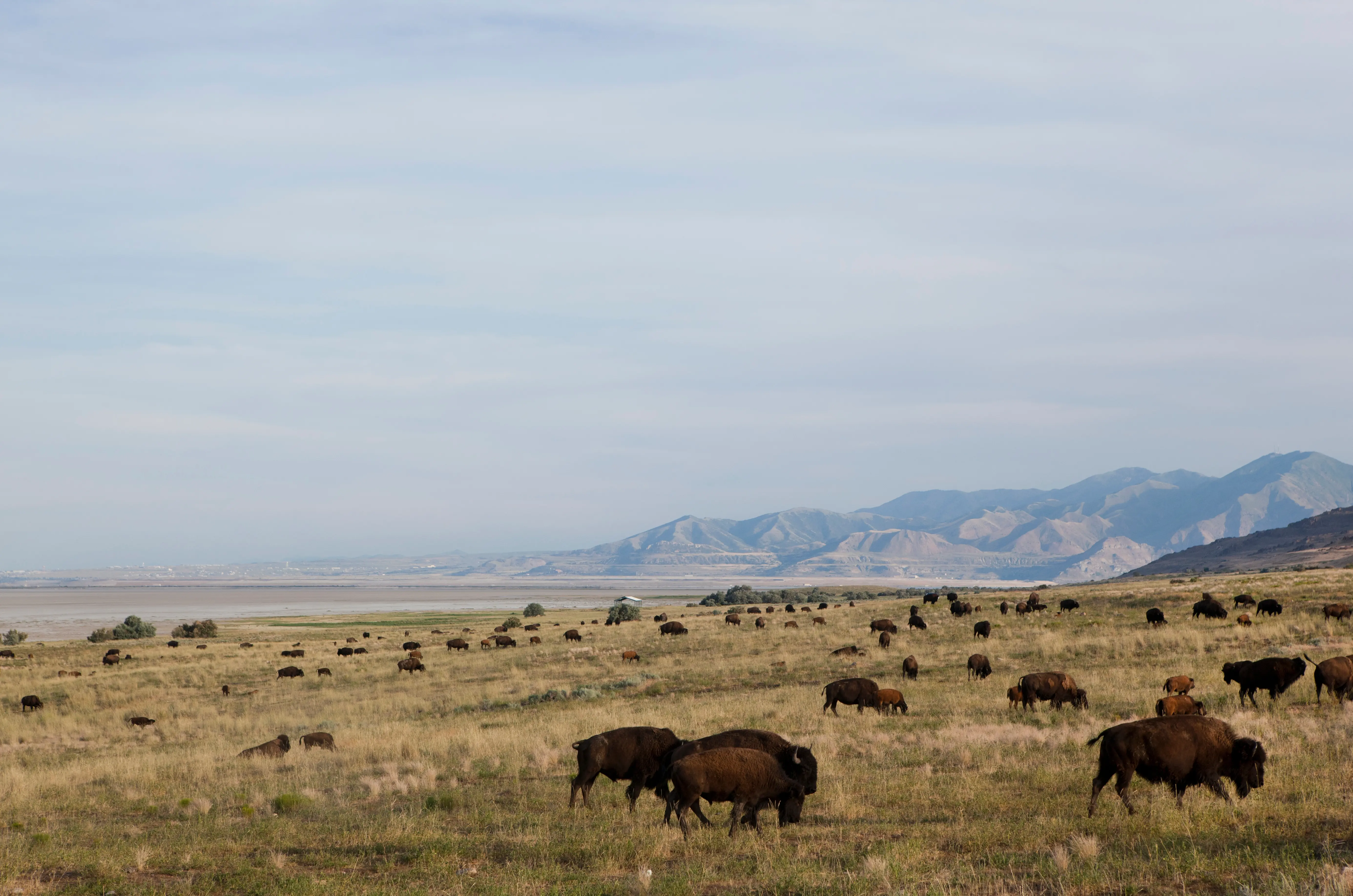Image of buffalo grazing in Antelope Island State Park, Utah.