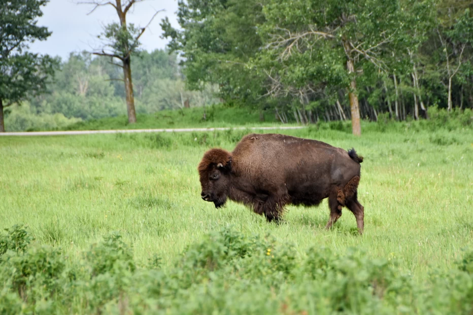 A bison grazing in a grassy field at Elk Island National Park in Edmonton, Alberta.