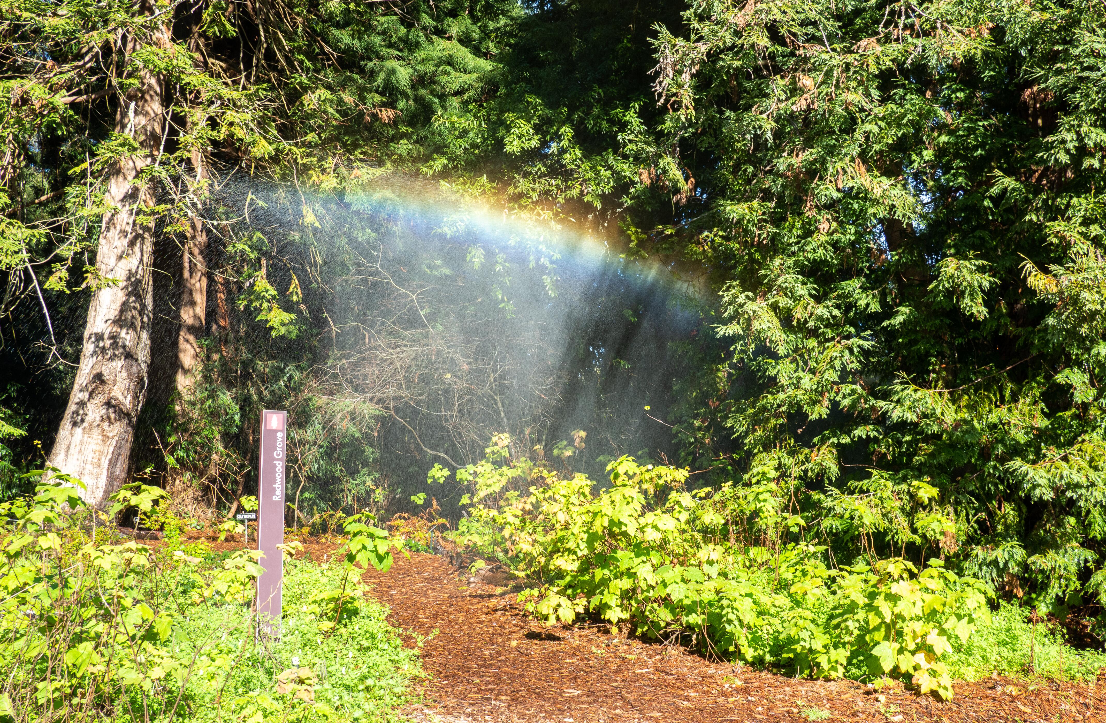 Outdoor photo of a rainbow in San Francisco Botanical Garden.