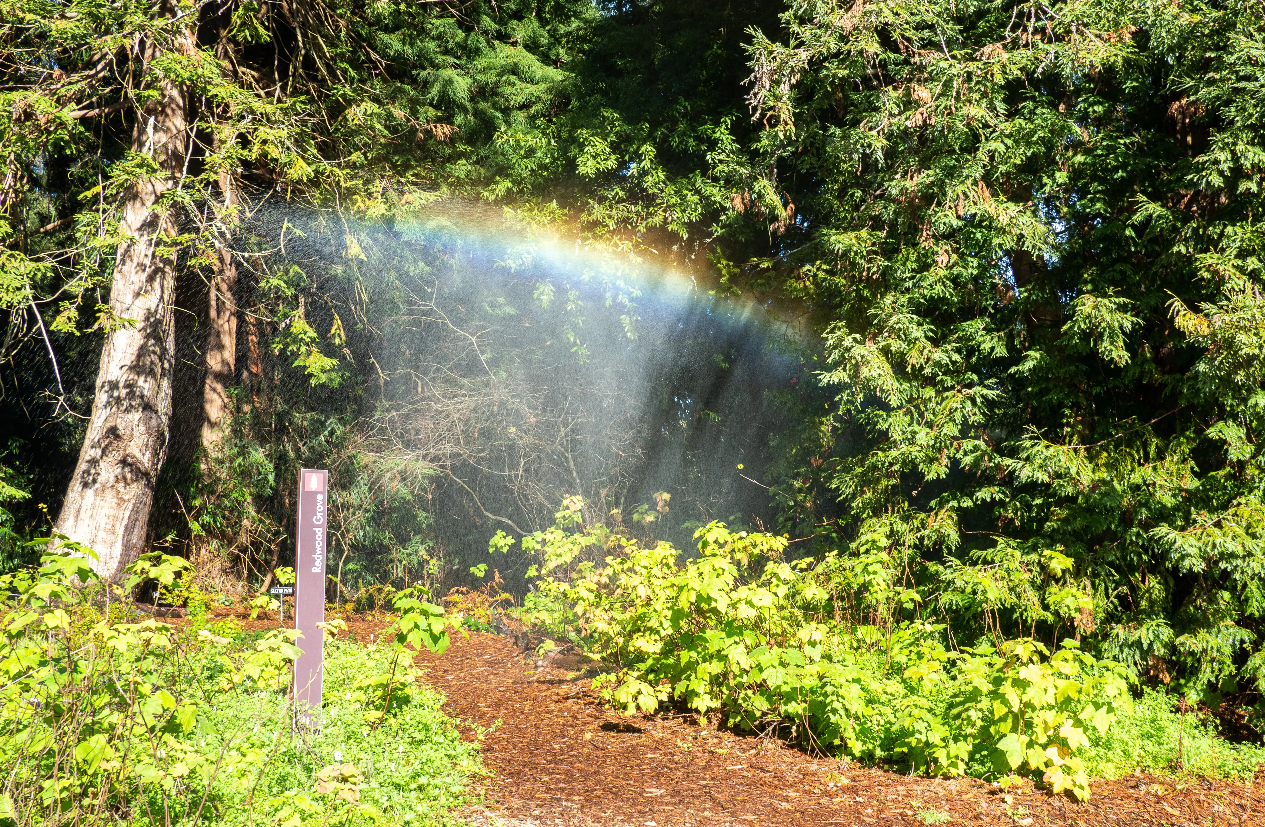 Outdoor photo of a rainbow in San Francisco Botanical Garden.