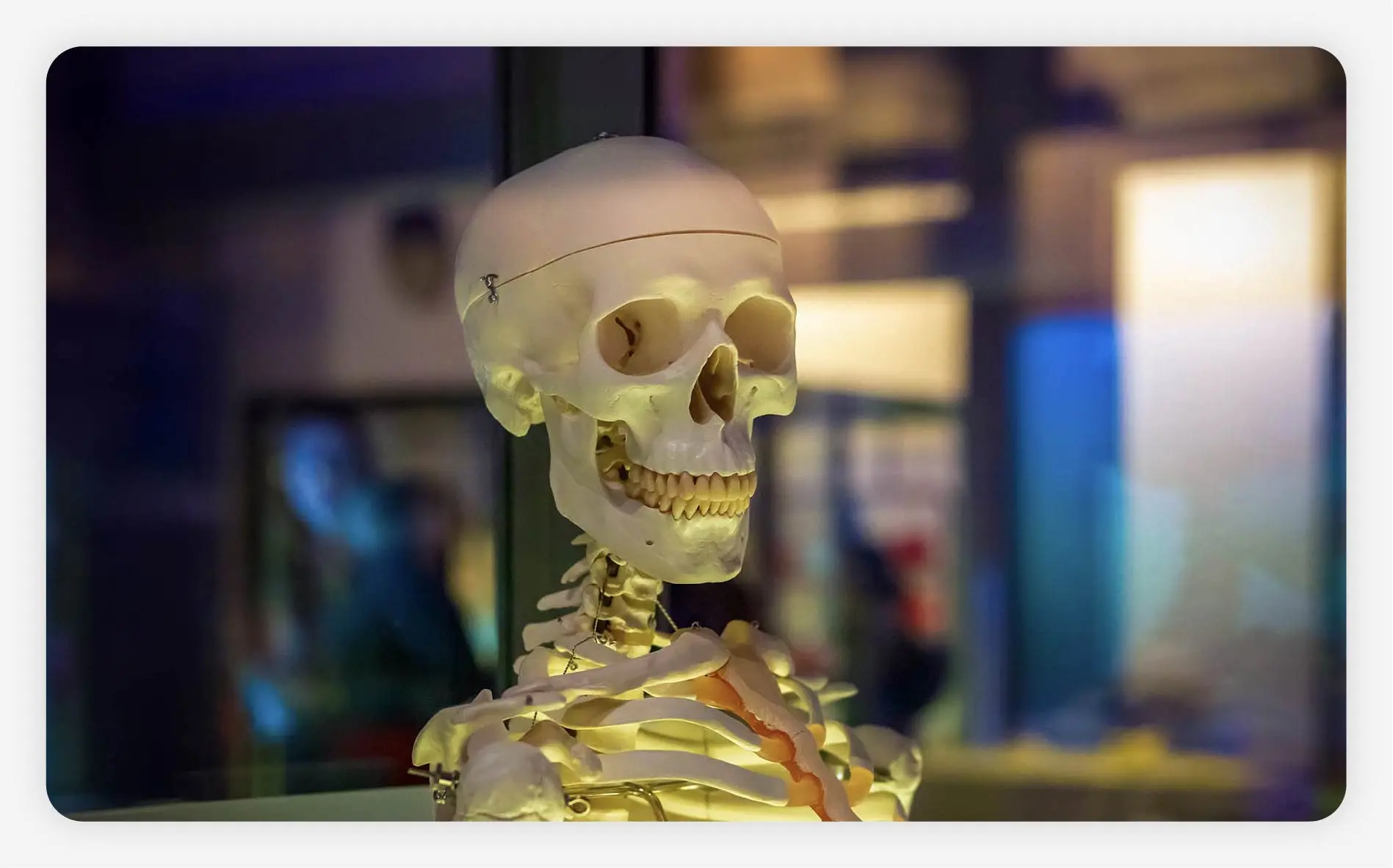 A human skeleton presentation in the OMSI