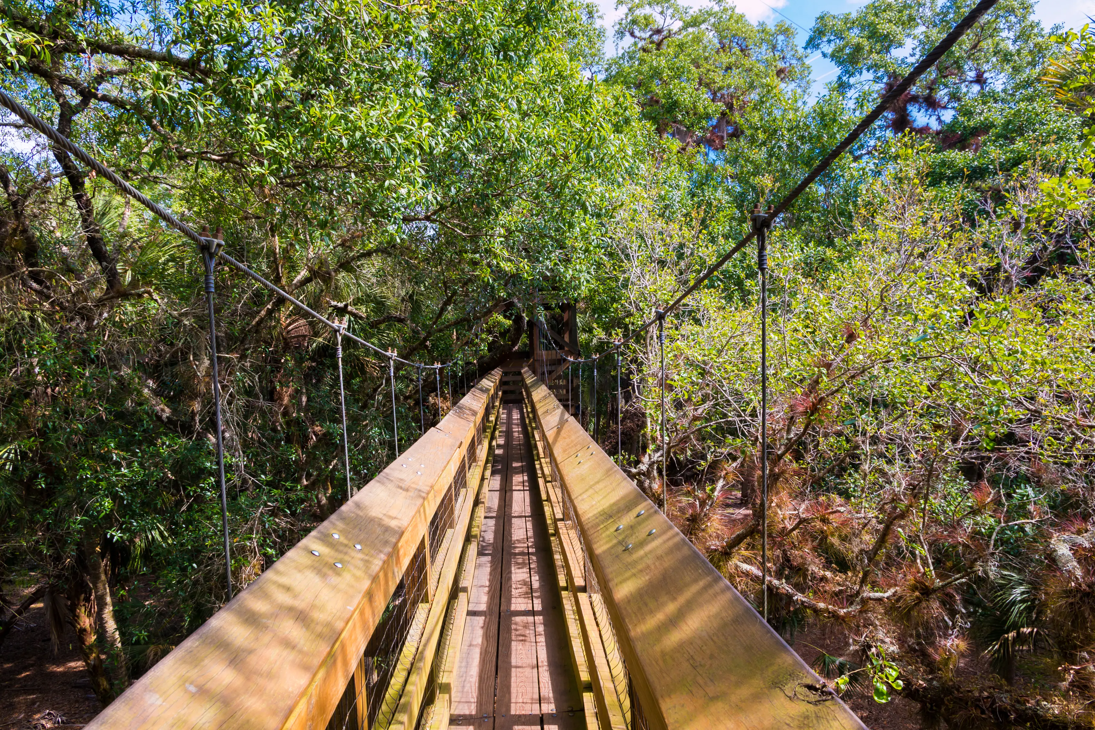 Wooden walk way cross over tree tops surrounded by rainforest, in Myakka state park, Florida