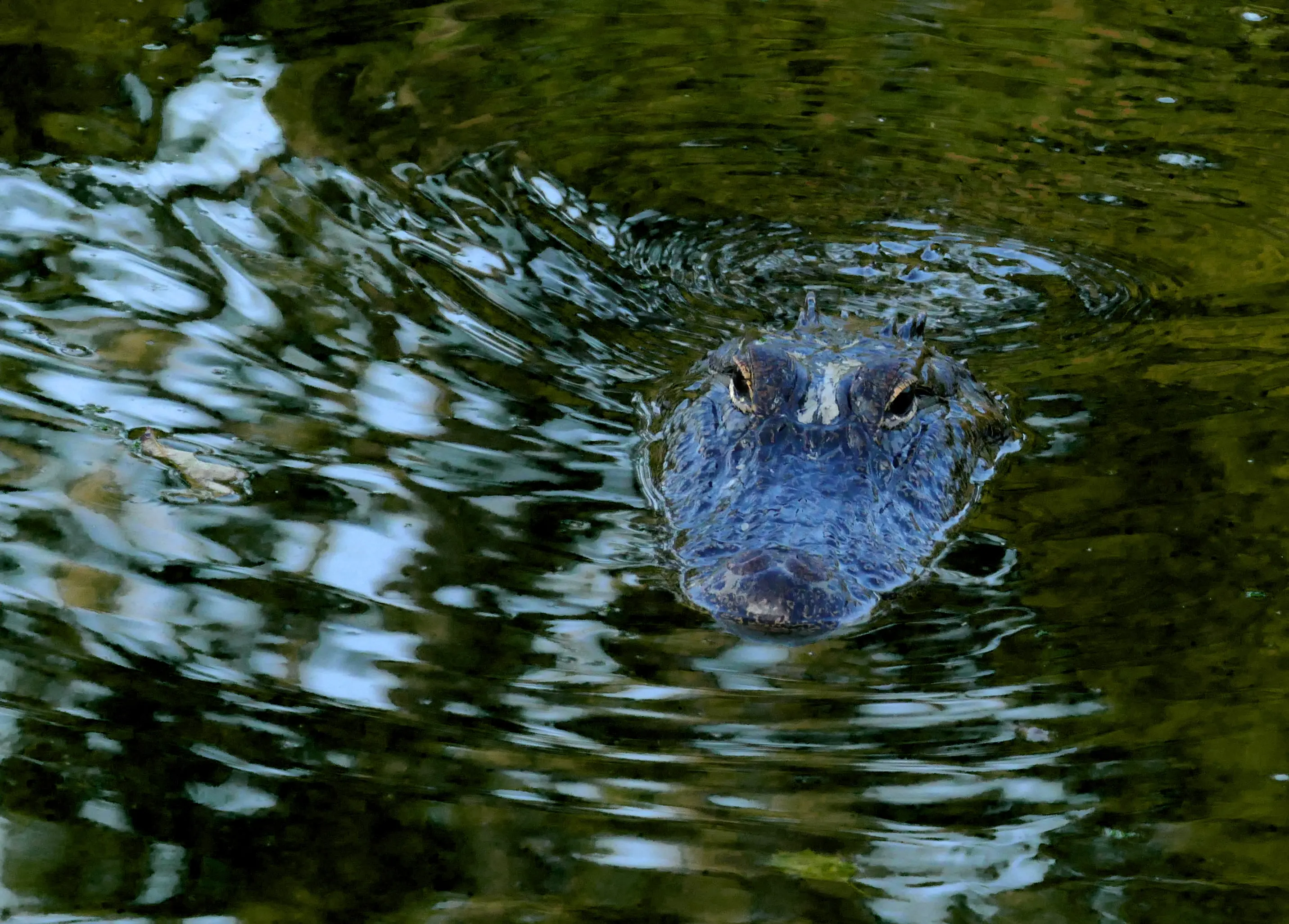 Image of an alligator swimming with its head poking out of the water, at Armand Bayou Nature Center.