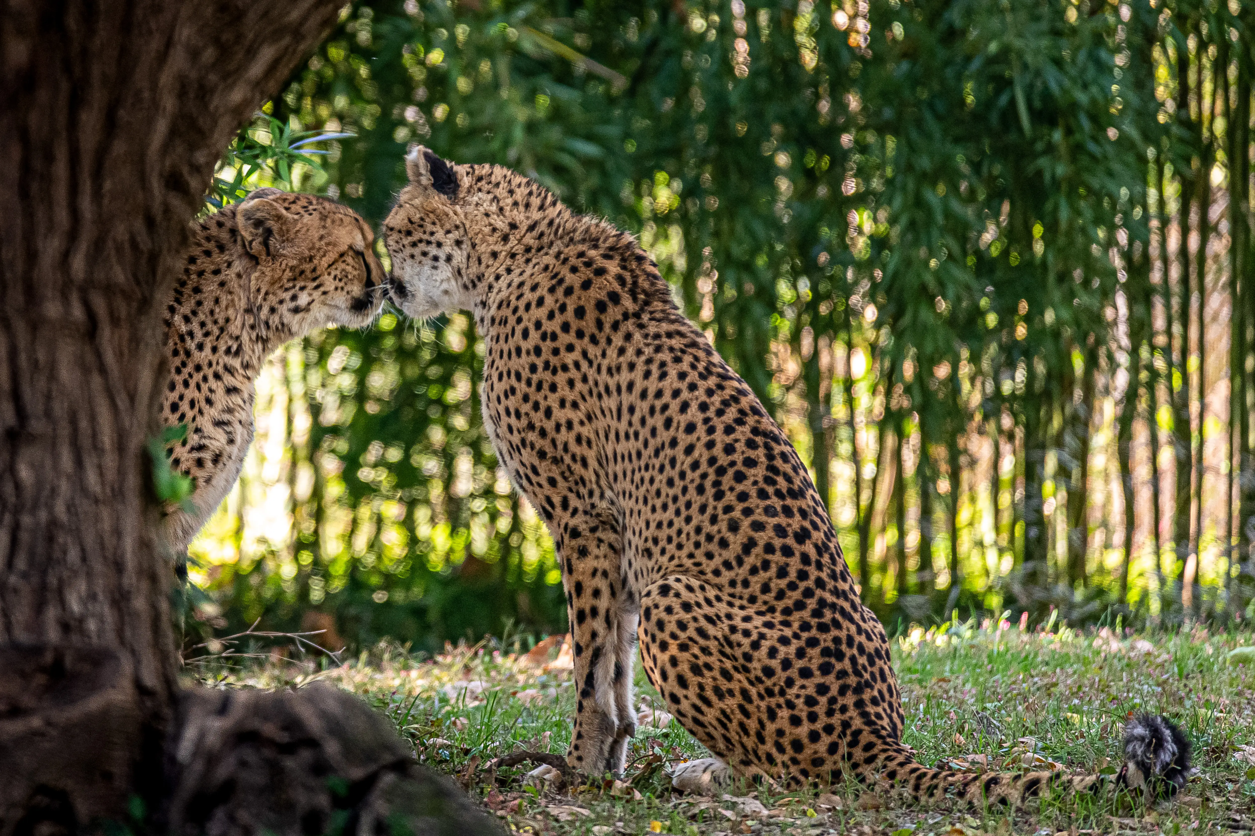 Two cheetahs in the St. Louis Zoo caught in a public display of affection