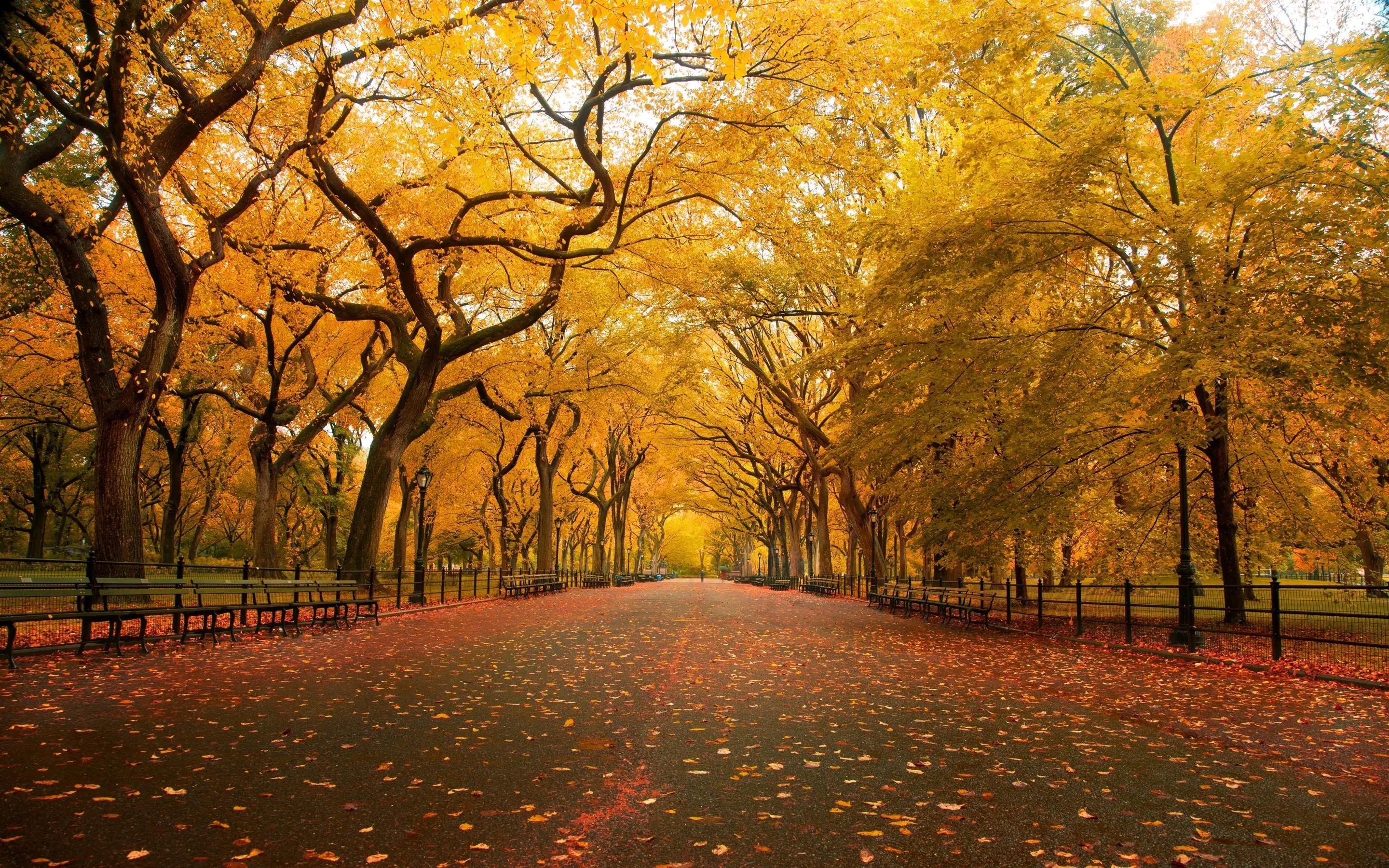 Image of a park walkway surrounded by fall foliage in Savannah, Georgia.