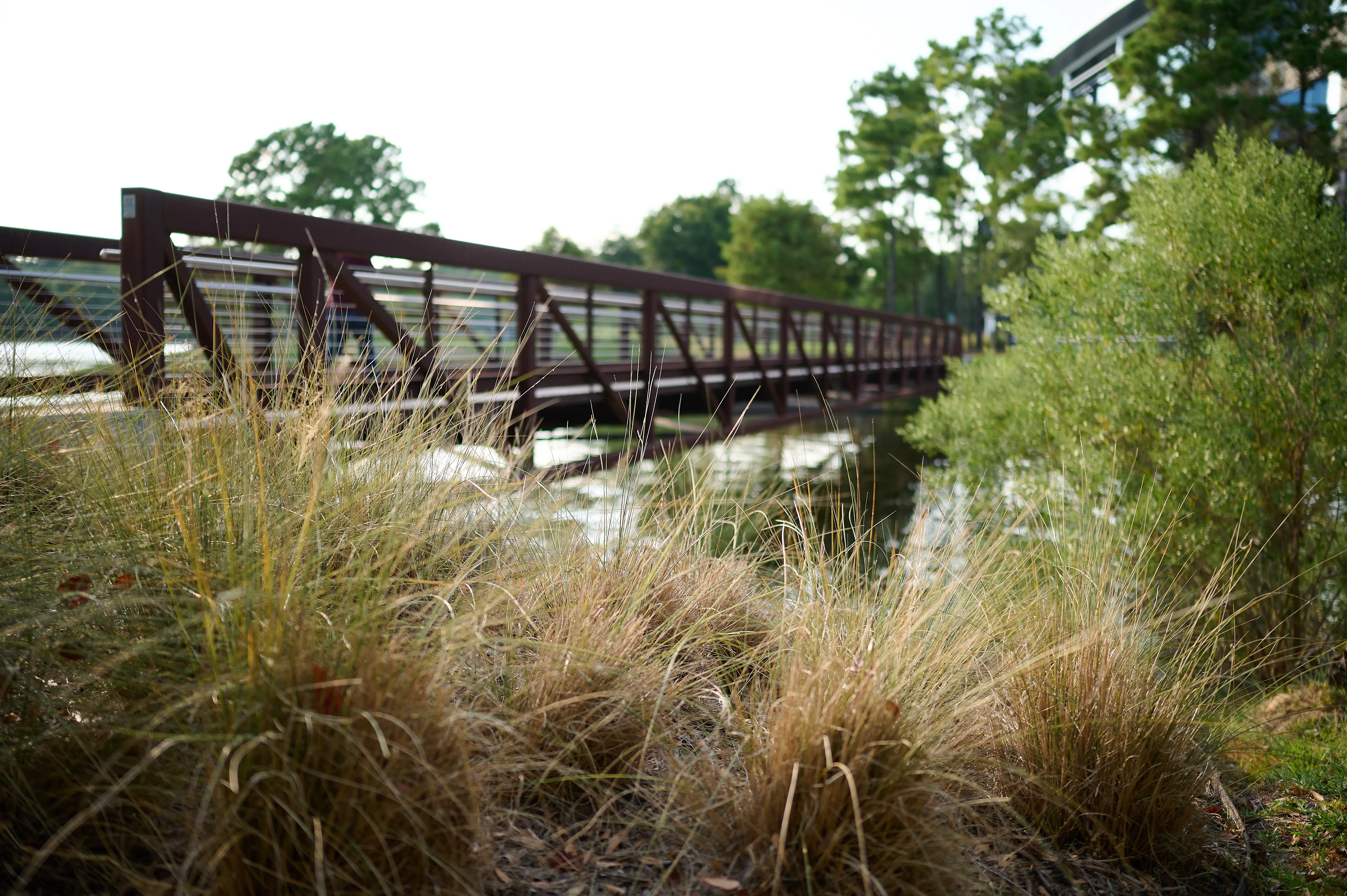 Outdoor image of a wooden bridge in the Texas woodlands.
