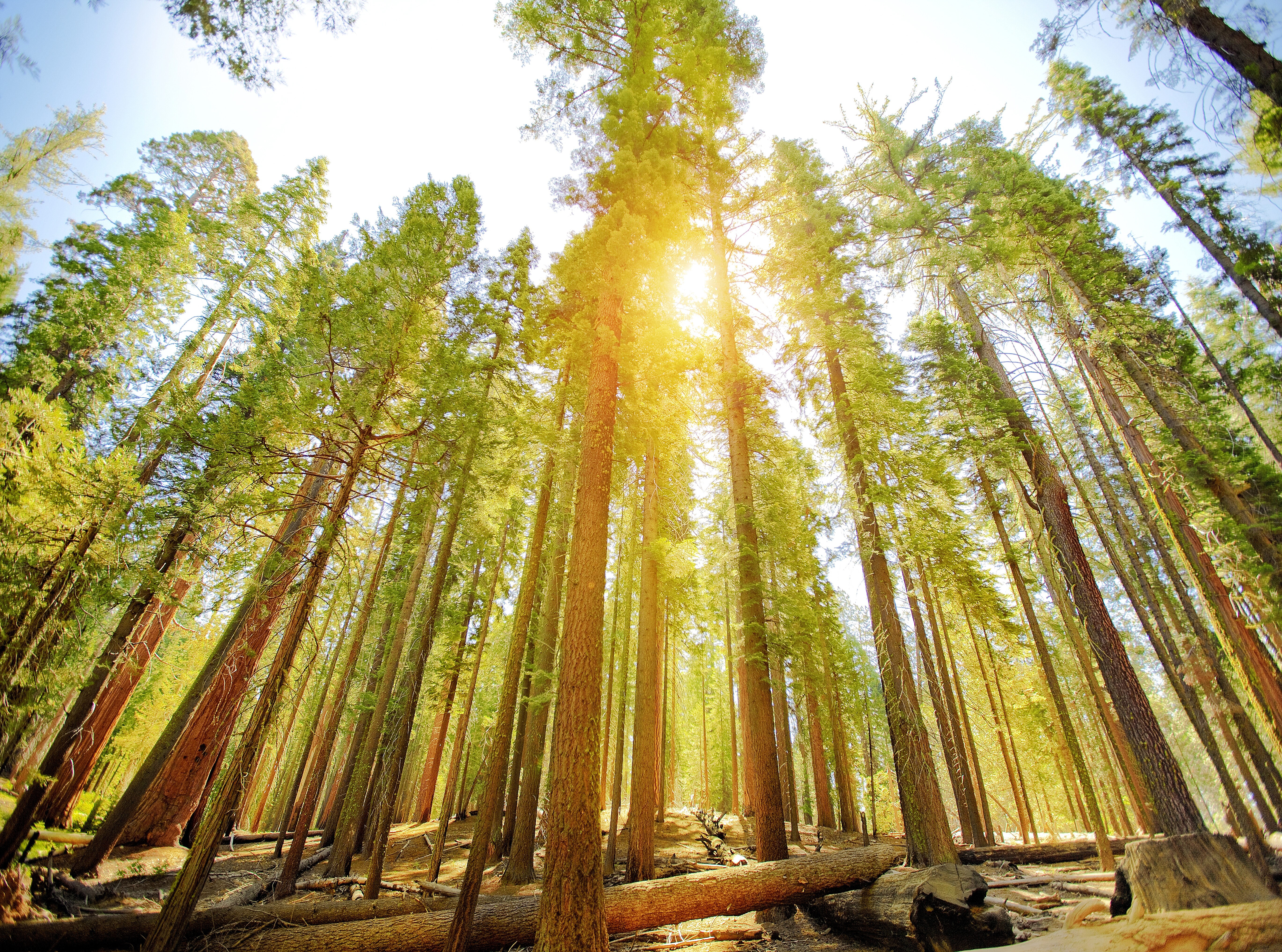 Wawona Scenic Road Road Trip