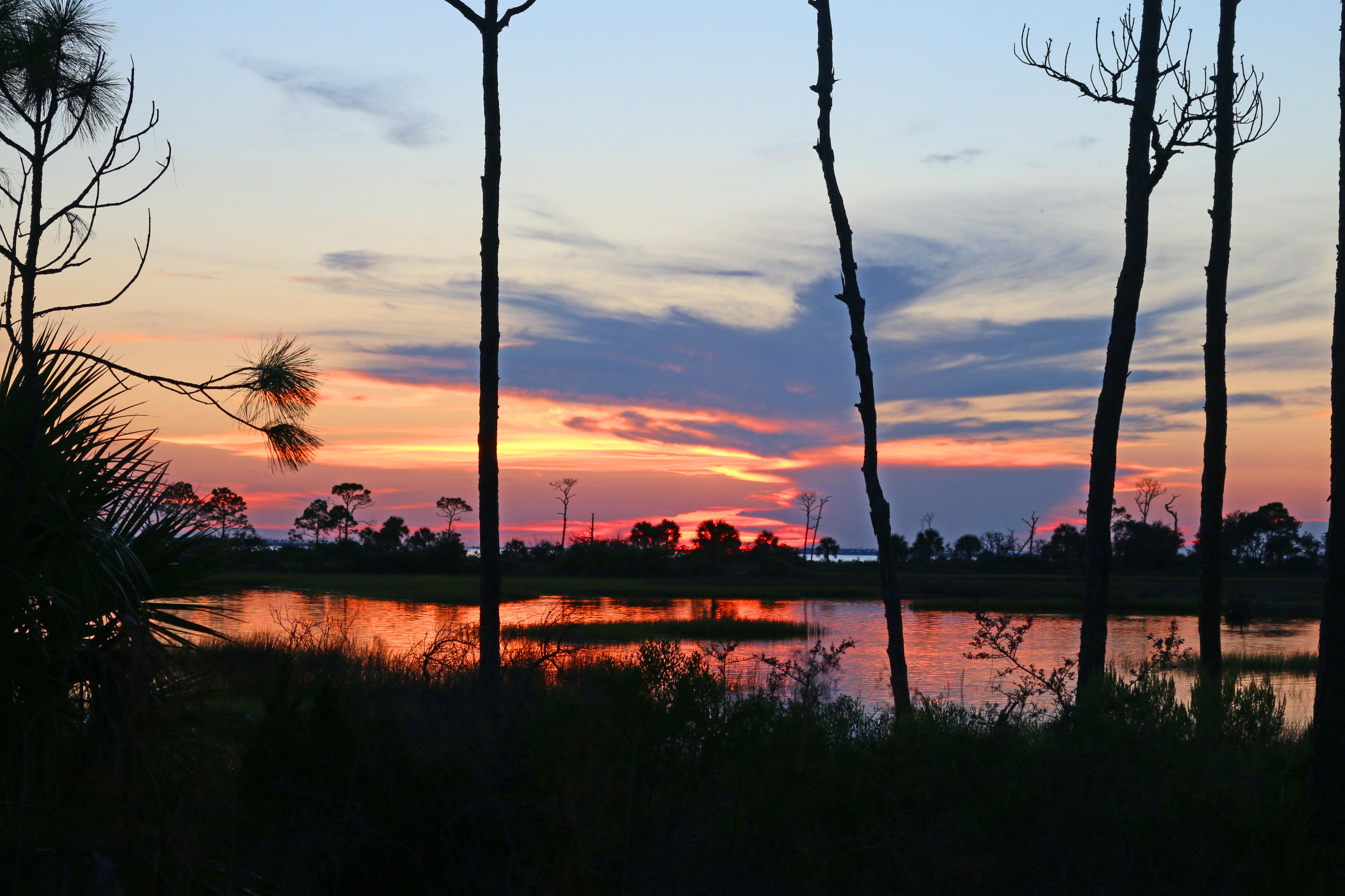 Image of the woods and water of Indian Pass, Florida.